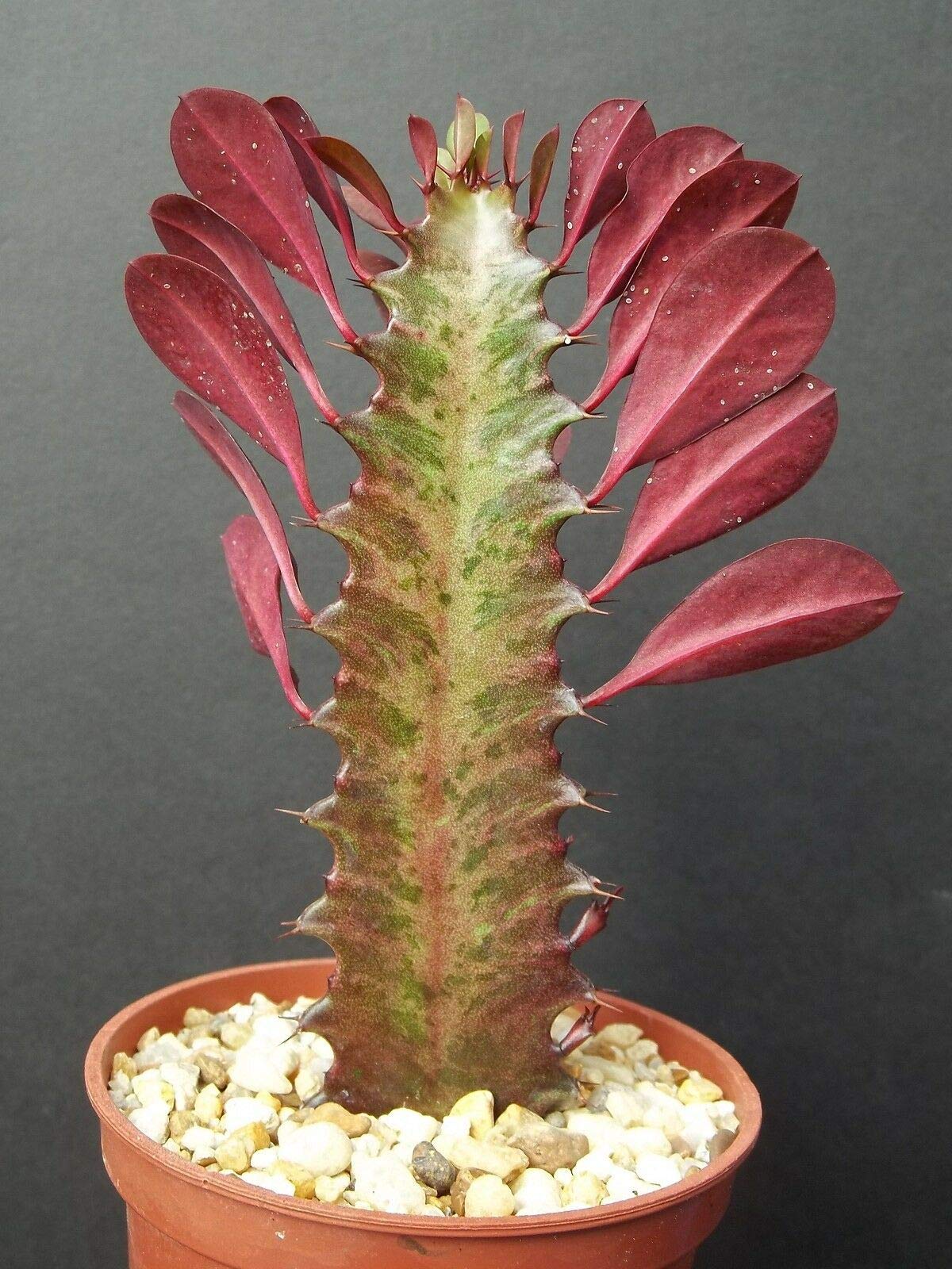 Amazon.com : AchmadAnam Euphorbia TRIGONA RUBRA African Milk